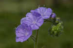 Fuzzy phacelia